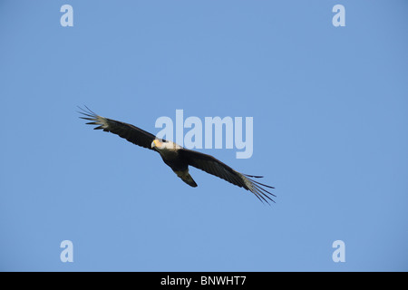 Crested Karakara (Caracara Plancus), Erwachsene im Flug, Fennessey Ranch, Refugio, Fronleichnam, Küste von Coastal Bend, Texas, USA Stockfoto