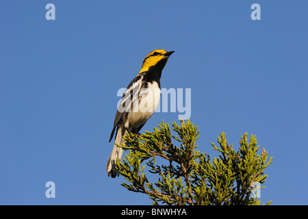 Golden-cheeked Warbler (Dendroica Chrysoparia), männliche am Cedar Mountain, San Antonio, Hill Country, Zentral-Texas, USA Stockfoto