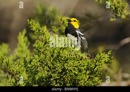 Golden-cheeked Warbler (Dendroica Chrysoparia), männliche singen am Cedar Mountain, San Antonio, Hill Country, Zentral-Texas, USA Stockfoto