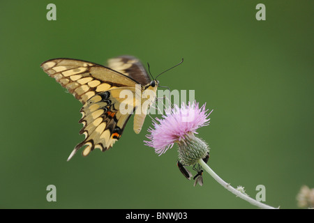 Riesige Schwalbenschwanz (Papilio Cresphontes), Erwachsene ernähren sich von Texas Distel (Cirsium Texanum), Refugio, Coastal Bend, Texas Stockfoto