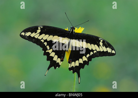 Riesige Schwalbenschwanz (Papilio Cresphontes), Erwachsene ernähren sich von Blume, Fennessey Ranch, Refugio, Küste von Coastal Bend, Texas, USA Stockfoto