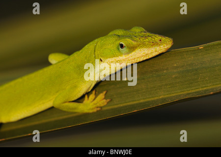 Grüne Anole (Anolis Carolinensis), Erwachsene auf Palm Frond, Fennessey Ranch, Refugio, Küste von Coastal Bend, Texas, USA Stockfoto