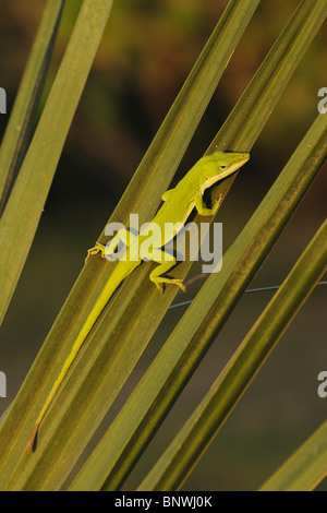 Grüne Anole (Anolis Carolinensis), Erwachsene auf Palm Frond, Fennessey Ranch, Refugio, Küste von Coastal Bend, Texas, USA Stockfoto