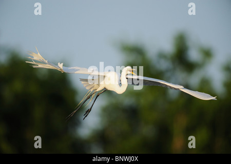 Silberreiher (Ardea Alba), Erwachsene im Flug, Fennessey Ranch, Refugio, Küste von Coastal Bend, Texas, USA Stockfoto