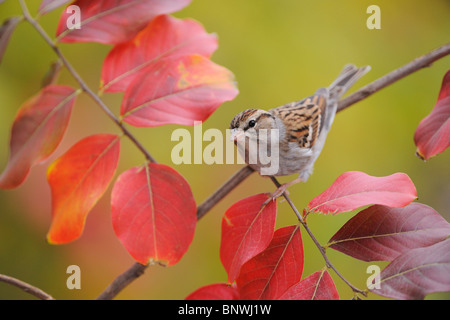 Chipping-Sparrow (Spizella Passerina), Erwachsene auf Krepp-Myrte (Lagerstroemia), San Antonio, Hill Country, Zentral-Texas, USA Stockfoto