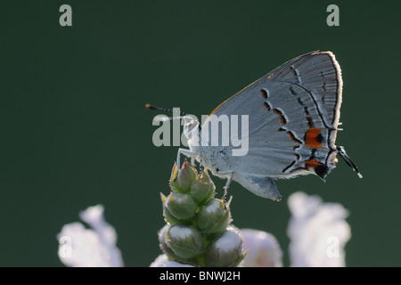 Grau-Zipfelfalter (Strymon Melinus), Erwachsene gehockt Blume, Fennessey Ranch, Refugio, Küste von Coastal Bend, Texas, USA Stockfoto