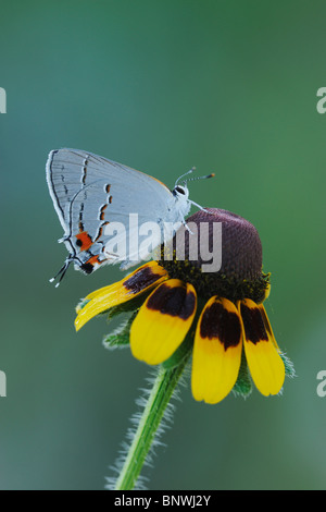 Grau-Zipfelfalter (Strymon Melinus), Erwachsene auf Clasping-leaved Sonnenhut, Küste von Coastal Bend, Texas, USA Stockfoto