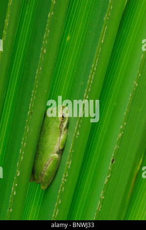 Grünes Treefrog (Hyla Cinerea), unreif in Palmwedel, schlafen, Fennessey Ranch, Refugio, Küste von Coastal Bend, Texas, USA Stockfoto