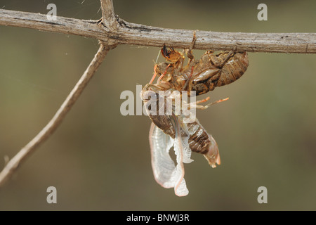 Hieroglyphischen Zikade (Neocicada Hieroglyphica), Erwachsene entsprang neu Nymphe Haut, San Antonio, Hill Country, Texas Stockfoto