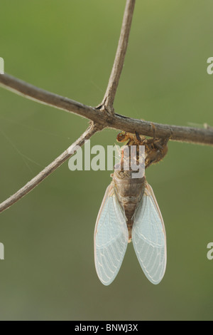 Hieroglyphischen Zikade (Neocicada Hieroglyphica), Erwachsene entsprang neu Nymphe Haut, San Antonio, Hill Country, Texas Stockfoto