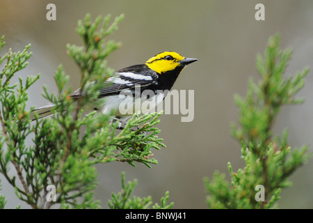 Golden-cheeked Warbler (Dendroica Chrysoparia), männliche am Cedar Mountain, San Antonio, Hill Country, Zentral-Texas, USA Stockfoto