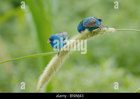 Indigo Bunting (Passerina Cyanea) Männchen ernähren sich von Manchurian Wildreis, Port Aransas, Mustang Insel, Coastal Bend, Texas Coast Stockfoto