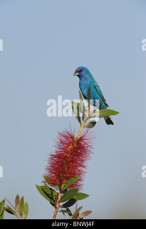 Indigo Bunting (Passerina Cyanea), männliche an blühenden Zitrone Bottlebrush, Fronleichnam, Coastal Bend, Texas, USA Stockfoto