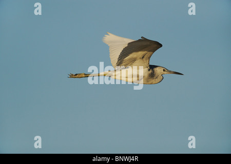 Little Blue Heron (Egretta Caerulea), unreif im Flug, Fennessey Ranch, Refugio, Küste von Coastal Bend, Texas, USA Stockfoto