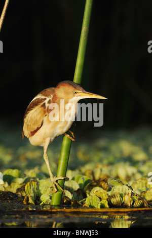 Wenigsten Rohrdommel (Ixobrychus Exilis), Erwachsene im Schilf, Fennessey Ranch, Refugio, Küste von Coastal Bend, Texas, USA Stockfoto