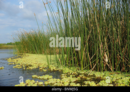 Wenigsten Rohrdommel (Ixobrychus Exilis), Erwachsene im Schilf in See Lebensraum, Fennessey Ranch, Refugio, Küste von Coastal Bend, Texas, USA Stockfoto