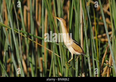 Wenigsten Rohrdommel (Ixobrychus Exilis), Erwachsene im Schilf, Fennessey Ranch, Refugio, Küste von Coastal Bend, Texas, USA Stockfoto