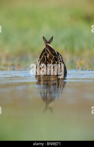 Fleckige Ente (Anas Fulvigula), paar, Fennessey Ranch, Refugio, Fronleichnam, Küste von Coastal Bend, Texas, USA Stockfoto