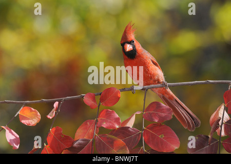 Nördlichen Kardinal (Cardinalis Cardinalis), Männchen auf Krepp-Myrte (Lagerstroemia), Zentral-Texas, USA Stockfoto