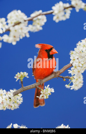 Nördlichen Kardinal (Cardinalis Cardinalis), Männchen auf Hi, San Antonio, New Braunfels, blühende mexikanischen Pflaume (Prunus Mexicana) Stockfoto