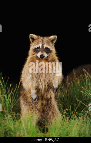 Nördlichen Waschbär (Procyon Lotor), Erwachsene bei Nacht stehen auf den Hinterbeinen, Fennessey Ranch, Refugio, Küste von Coastal Bend, Texas, USA Stockfoto