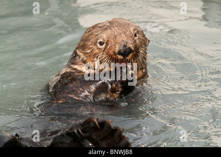 Stock Foto von einem Alaska-Seeotter schwimmen auf dem Rücken während des Essens einer Muschel, Hafen von Valdez, Prinz-William-Sund. Stockfoto