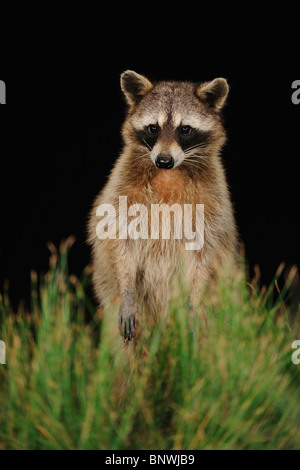 Nördlichen Waschbär (Procyon Lotor), Erwachsene bei Nacht stehen auf den Hinterbeinen, Fennessey Ranch, Refugio, Küste von Coastal Bend, Texas, USA Stockfoto