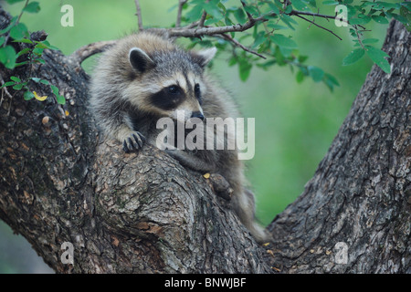 Nördlichen Waschbär (Procyon Lotor), junge Klettern Zeder Ulmen (Ulmus Crassifolia), New Braunfels, San Antonio, Hill Country, Texas Stockfoto