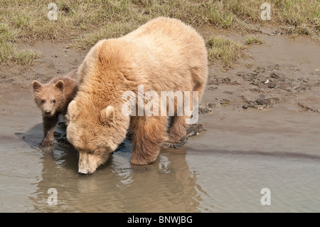 Stock Foto eines Alaskan Küsten Braunbär Sau und Cub auf dem Bach für ein Getränk, Silver Salmon Creek Lake Clark National Park Stockfoto