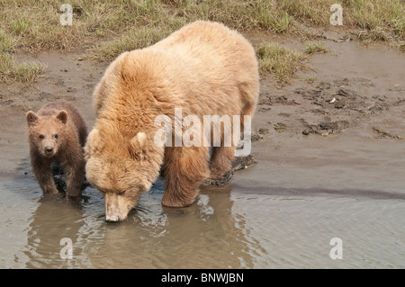 Stock Foto eines Alaskan Küsten Braunbär Sau und Cub auf dem Bach für ein Getränk, Silver Salmon Creek Lake Clark National Park Stockfoto