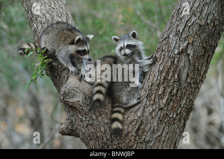 Nördlichen Waschbär (Procyon Lotor), junge Klettern Zeder Ulmen (Ulmus Crassifolia), New Braunfels, San Antonio, Hill Country, Texas Stockfoto