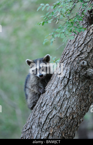 Nördlichen Waschbär (Procyon Lotor), junge Klettern Zeder Ulmen (Ulmus Crassifolia), Hill Country, San Antonio, New Braunfels Stockfoto