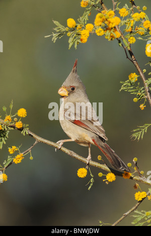 Pyrrhuloxia (Cardinalis Sinuatus), erwachsenes Weibchen auf blühenden Huisache Baum (Acacia Farnesiana), Lake Corpus Christi, Süd-Texas Stockfoto