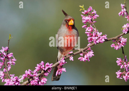 Pyrrhuloxia (Cardinalis Sinuatus), männliche am östlichen Redbud (Cercis Canadensis), Dinero, Lake Corpus Christi, Süden von Texas, USA Stockfoto