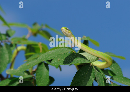 Grobe grüne Schlange (Opheodrys Aestivus), Erwachsene Klettern im Baum, Refugio, als Bend, Texas, USA Stockfoto