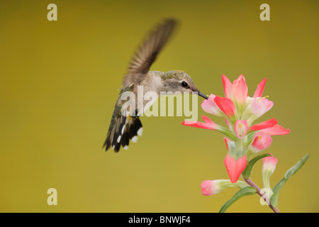 Ruby – Throated Kolibri (Archilochos Colubris), weibliche Fütterung auf Texas Paintbrush, Küste von Coastal Bend, Texas, USA Stockfoto