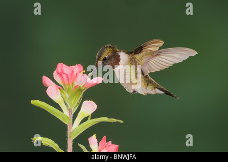 Ruby – Throated Kolibri (Archilochos Colubris), männliche Fütterung auf Texas Paintbrush, Küste von Coastal Bend, Texas, USA Stockfoto