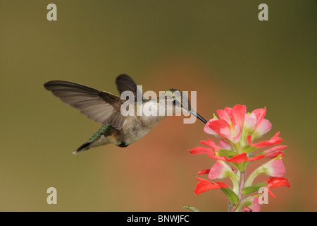 Ruby – Throated Kolibri (Archilochos Colubris), weibliche Fütterung auf Texas Paintbrush, Küste von Coastal Bend, Texas, USA Stockfoto