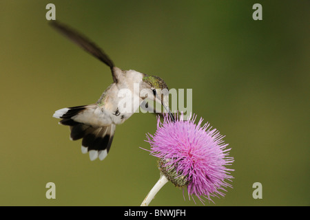 Ruby – Throated Kolibri (Archilochos Colubris), weibliche Fütterung auf Texas Distel, Küste von Coastal Bend, Texas, USA