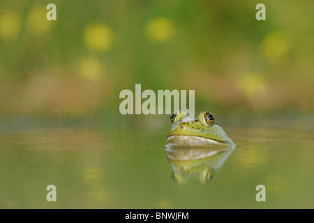 Ochsenfrosch (Rana Catesbeiana), Erwachsene in See, Fennessey Ranch, Refugio, Küste von Coastal Bend, Texas, USA Stockfoto