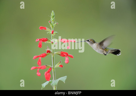 Ruby – Throated Kolibri (Archilochos Colubris), weibliche Fütterung auf blühenden roten Salbei, Fronleichnam, Coastal Bend, Texas Stockfoto