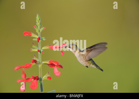 Ruby – Throated Kolibri (Archilochos Colubris), weibliche Fütterung auf blühenden roten Salbei, Fronleichnam, Coastal Bend, Texas Stockfoto
