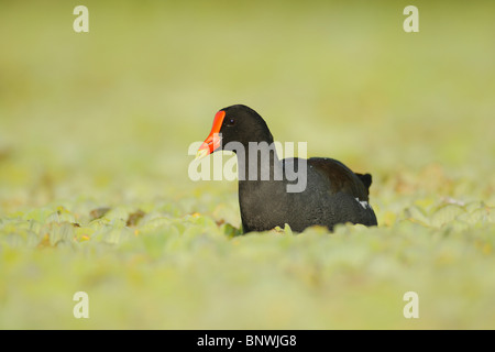 Teichhühner (Gallinula Chloropus), Erwachsene auf Wasser Salat, Fennessey Ranch, Refugio, Fronleichnam, Coastal Bend, Texas Stockfoto