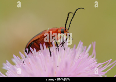 Käfer (Cantharidae), Erwachsene auf Texas Distel (Cirsium Texanum), Soldat Fennessey Ranch, Refugio, Coastal Bend, Texas Küste Stockfoto