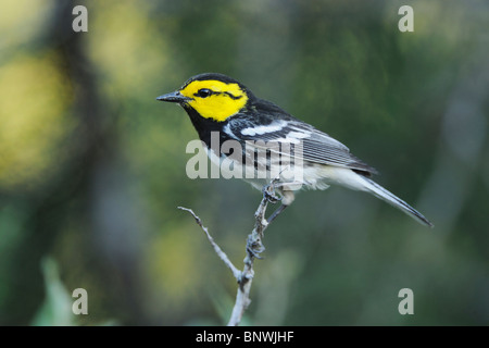 Golden-cheeked Warbler (Dendroica Chrysoparia), männliche am Cedar Mountain, San Antonio, Hill Country, Zentral-Texas, USA Stockfoto