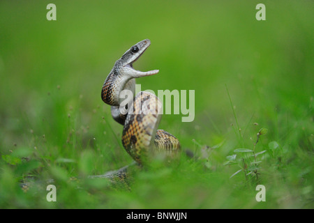 Texas Rattenschlange (bieten Obsoleta Lindheimeri), Erwachsene in der Verteidigung Haltung, Fennessey Ranch, Refugio, Coastal Bend, Texas Küste Stockfoto