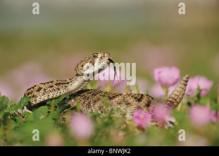 Western Diamondback Klapperschlange (Crotalus Atrox), Erwachsene in markante Pose im Bereich der auffällige Primel, Coastal Bend, Texas Stockfoto