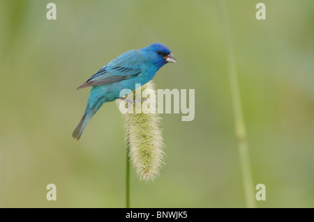 Indigo Bunting (Passerina Cyanea) Männchen ernähren sich von Manchurian Wildreis, Port Aransas, Mustang Insel, Coastal Bend, Texas Coast Stockfoto