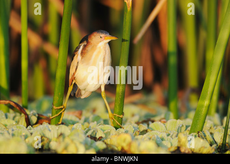 Wenigsten Rohrdommel (Ixobrychus Exilis), Erwachsene im Schilf, Fennessey Ranch, Refugio, Küste von Coastal Bend, Texas, USA Stockfoto