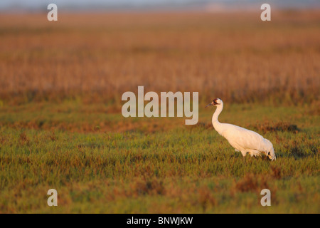 Schreikranich (Grus Americana), Erwachsene, Seadrift, Bucht von San Antonio, Gulf Intracoastal Waterway, Küste von Coastal Bend, Texas, USA Stockfoto
